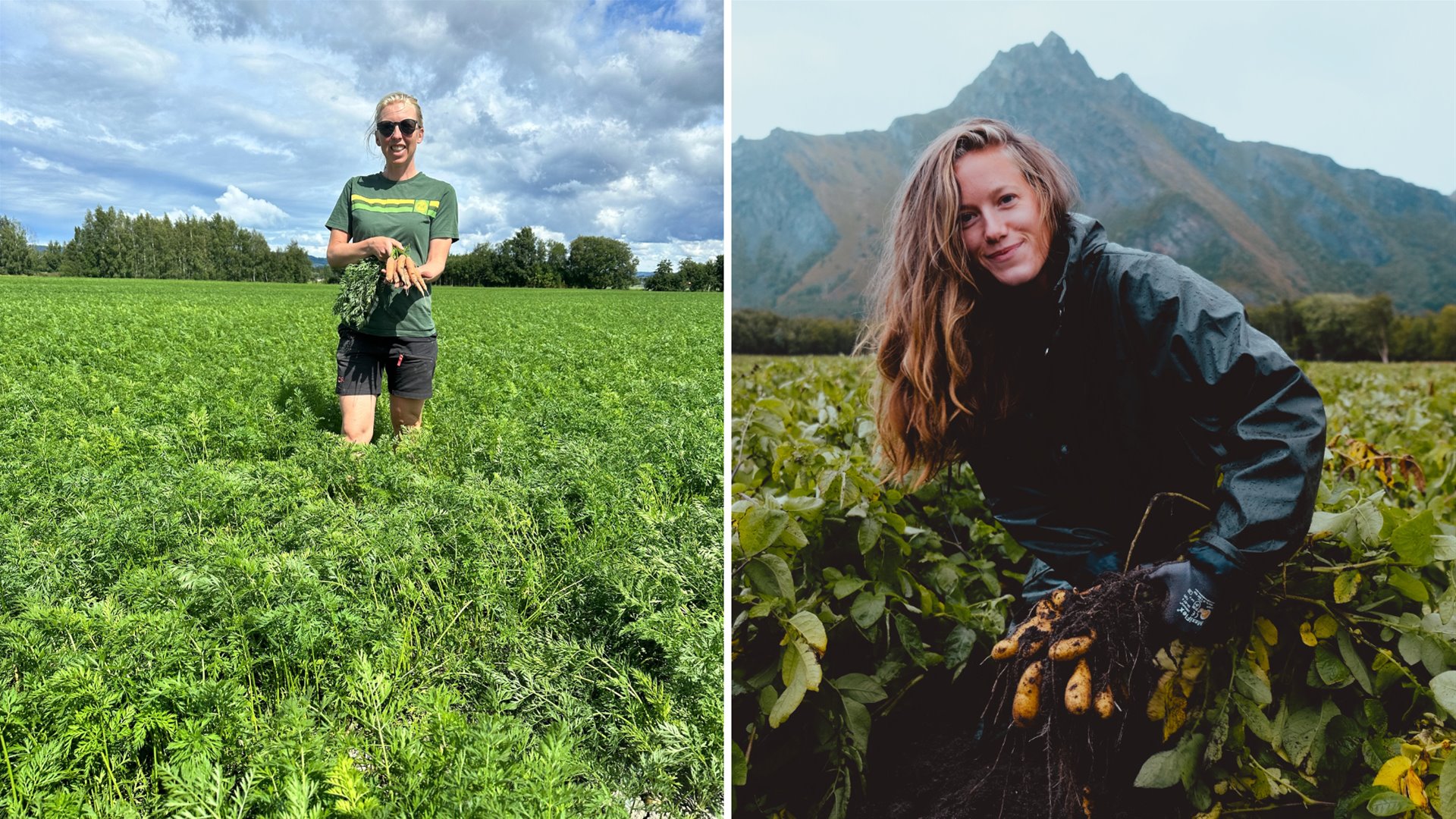 Til venstre høster en kvinne poteter i et fjellandskap, iført regnjakke. Til høyre står en kvinne i en gulrotåker med en bunt gulrøtter under blå himmel.' (